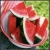 :iconwatermelon-cafr: