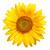 :iconwaterwaver252: