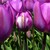 :iconwatsonphotography: