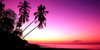 :iconwaves-of-paradise: