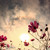 :iconwazabii55: