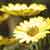 :iconwdsphotos: