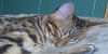 :iconwe-are-the-kittykats: