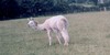 :iconwe-love-all-animals: