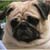 :iconwe-love-pugs-club: