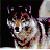 :iconwearwolftj: