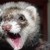 :iconweaselpatrol: