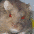 :iconweaselshark: