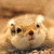 :iconweaselshark: