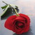 :iconweatheredwings: