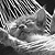 :iconwebcat: