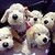 :iconwebkinz71: