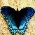 :iconwebrider14: