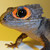 :iconwebstermenagerie: