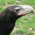 :iconwedgetail-eagle: