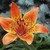 :iconwednesday-sol: