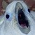 :iconweegeeguy12: