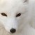 :iconweegi1: