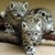 :iconweirdleopard: