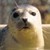 :iconweirdseal: