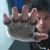 :iconweking517:
