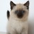 :iconwellenschweif: