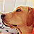 :iconwelovedogs: