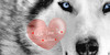 :iconwelovethewolves: