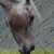:iconwelsh-pony: