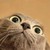 :iconwensies: