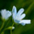 :iconwenwebs: