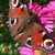 :iconweraxphoto: