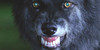 :iconwere-anthro-furry: