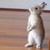 :iconwerebunny131: