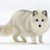 :iconwerefoxz: