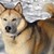 :iconwerehuskie: