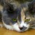:iconwerekat12: