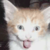 :iconwerekitty7950: