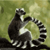 :iconwerelemur: