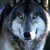 :iconwerewolf-avarus: