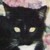 :iconwerewolf-nemesis: