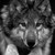 :iconwerewolf-warrior: