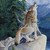 :iconwerewolfgirl2012: