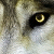 :iconwerewolfgirly101: