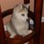 :iconwerewolfofpower: