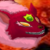 :iconwerewolfwrath: