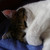 :iconwerwoelkchen: