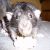 :iconwerwolfka:
