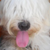 :iconwesleysdf: