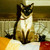 :iconwest-ville: